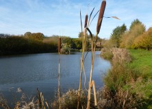 Denbury Farm has three Fishing Lakes that are within 50m of the Cottages.